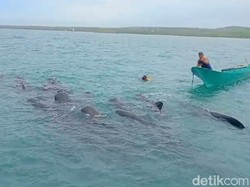 11 Paus Pilot Terjebak Jaring Nelayan di Rote Ndao Mati