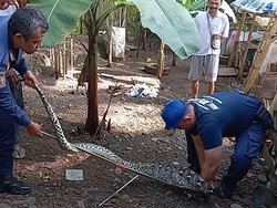 Sanca 15 Kg Begah Usai Mangsa Ayam Warga Kuningan