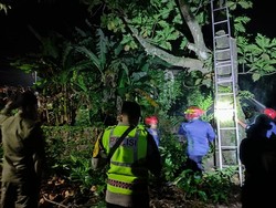 Tersengat kabel listrik, Pria di Bojonegoro Tewas di Atas Pohon Sukun