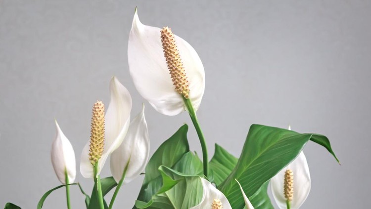 Beautiful white flowers and green leaves of tropical flower spathiphyllum on a light background&period;