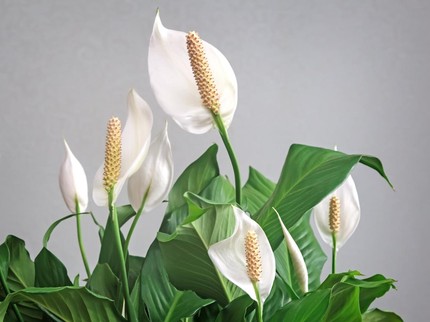 7 Tanaman Hias Indoor untuk Percantik Rumah saat Lebaran, Ada Peace Lily