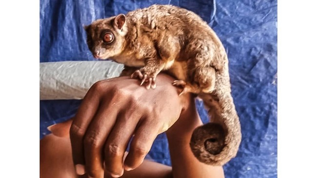 Dua spesies marsupial yang selama ini diyakini telah punah hampir 6.000 tahun yang lalu telah ditemukan di hutan hujan pulau Papua.