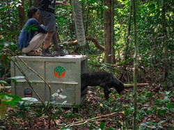 Sempat Terjerat Berbulan-bulan, Beruang Madu Azim Kembali ke Hutan Ketapang
