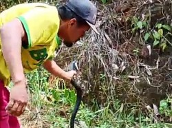 Kesaksian Suami Selamatkan Istri yang Digigit Ular Kobra di Sinjai
