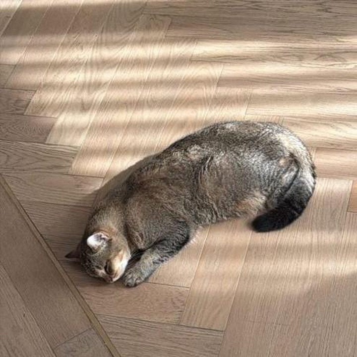 <p>Rumah Raisa banyak menggunakan lantai yang terbuat dari kayu cokelat, Bunda. Nuansa hangat terasa di dalam rumah karena cahaya Matahari bisa langsung masuk ke ruangan dan memantul ke lantai. Sinar Matahari yang masuk dari jendela kaca juga memberikan tampilan <em>aesthetic</em> dan <em>instagramable&nbsp;</em>di setiap sudut rumah. (Foto: Instagram @raisa6690)</p>