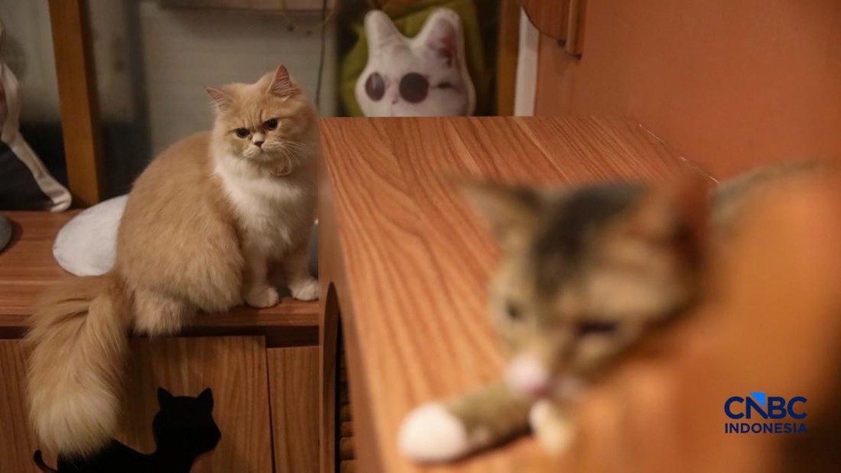 7 Manfaat Pelihara Kucing di Rumah, Ada Bukti Ilmiahnya