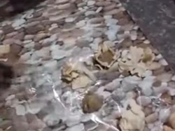 Menu Siomay Keras Seperti Batu, SPPG Mojorembun Nganjuk Minta Maaf