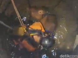 Sapi Limosin Kecebur Sumur di Boyolali, Evakuasi Berlangsung Dramatis