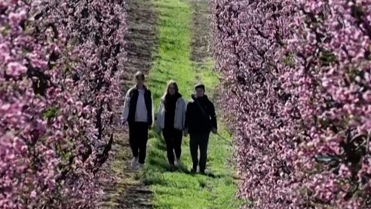 Musim Semi Di Spanyol Dihiasi Panorama Pink Bunga Persik Bermekaran