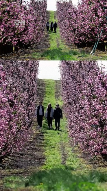 Musim Semi di Spanyol Dihiasi Panorama Pink Bunga Persik Bermekaran