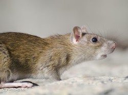 14 Cara Ampuh Mengusir Tikus di Rumah Tanpa Racun