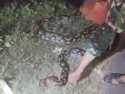 Ular Piton 7 Meter Muncul di Jalanan Muna Barat Mati Ditebas Warga