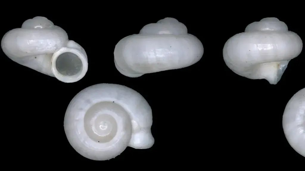 Peneliti BRIN Temukan Spesies Keong Baru Endemik Sumatra Selatan