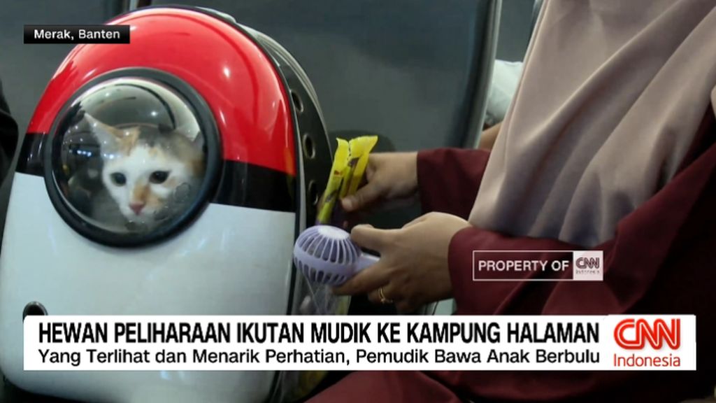 VIDEO: Hewan Peliharaan Ikutan Mudik ke Kampung Halaman