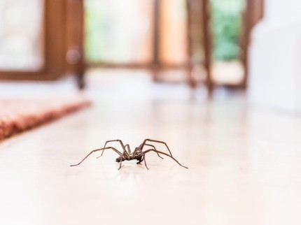 Ini Alasan Laba-laba di Rumah Sebaiknya Dibiarkan Hidup Menurut Entomolog