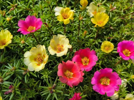 20 Tanaman Hias Tahan Panas untuk Mempercantik Taman Rumah