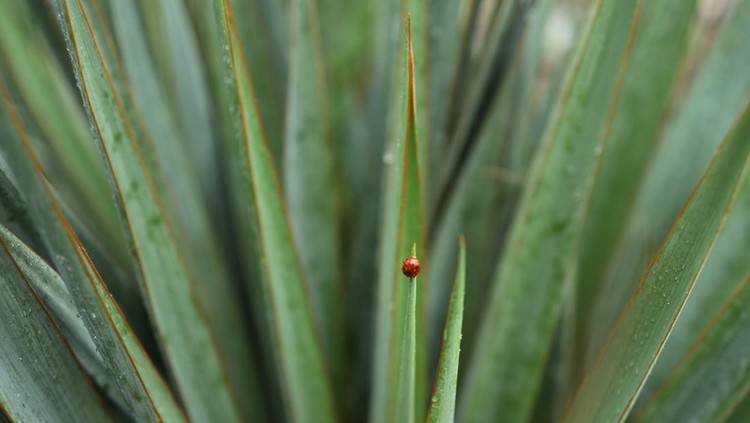 One ladybug rests on a yucca plant on a damp morning in British Columbia&period;