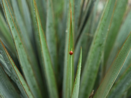 13 Tanaman yang Mirip Lidah Mertua, Jangan Tertukar dan Keliru