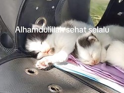 Viral Pria Mudik Denpasar-Ciamis Naik Motor, Bawa Kucing dan Anak-anaknya