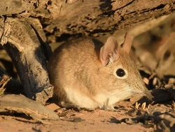 Jejak Kaki Hewan Kecil Ini Bisa Jadi Alarm bagi Bumi, Ada Apa?
