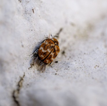 10 Aroma Alami yang Bisa Basmi Kutu