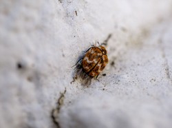 Dianggap Hama yang Sulit Dimusnahkan, Ini Cara Basmi Kutu Kasur Menurut Ilmuwan