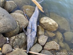 Lumba-lumba Hidung Botol 1,5 Meter Ditemukan Mati Terlilit Tali di Parepare