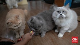 Permintaan jasa penitipan kucing mengalami lonjakan signifikan menjelang Hari Raya Idul Fitri. Fenomena ini terjadi seiring meningkatnya mobilitas masyarakat yang bersiap melakukan perjalanan mudik ke kampung halaman.  (CNN Indonesia/Adi Ibrahim)