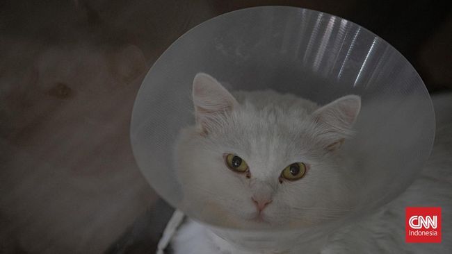 Kucing sering mendekat saat pemiliknya menangis. Ini alasannya, dari rasa penasaran hingga ikatan emosional.