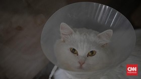 5 Alasan Kucing Mendekat Saat Kita Menangis