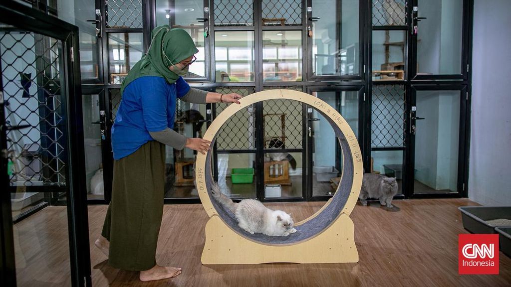 FOTO: Okupansi Hotel Kucing Meningkat Jelang Hari Raya Idulfitri