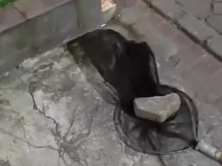 Viral Pria di Tangerang Protes Kucingnya Dijaring tapi Malah Dicekik