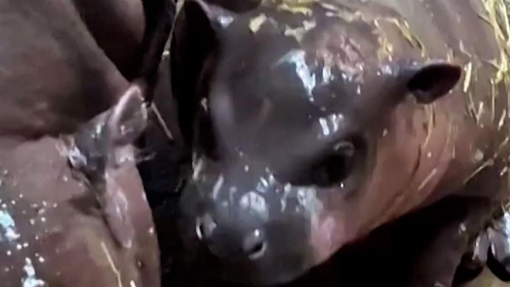 Bayi Kuda Nil Menggemaskan Lahir di Kebun Binatang Polandia