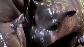 Bayi Kuda Nil Menggemaskan Lahir di Kebun Binatang Polandia