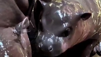 Bayi Kuda Nil Menggemaskan Lahir di Kebun Binatang Polandia