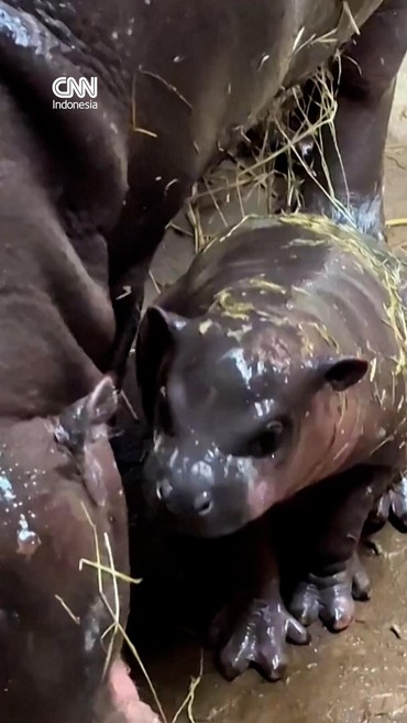 Bayi Kuda Nil Menggemaskan Lahir di Kebun Binatang Polandia