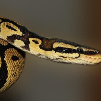 5 Tanaman Pengusir Ular yang Perlu Diletakkan di Rumah