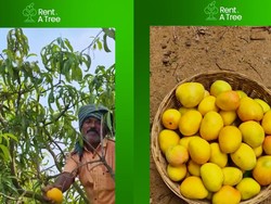 Fenomena Unik di India, Sewa Pohon Mangga hingga Buahnya Panen