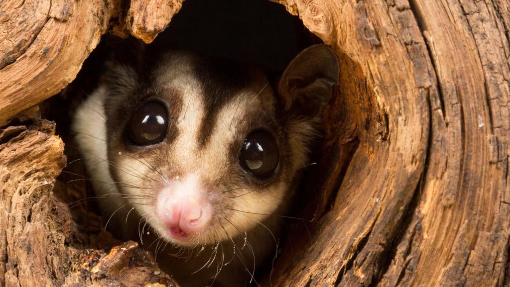 Seekor Possum 'Nyasar' di Rak Boneka Toko Suvenir Australia