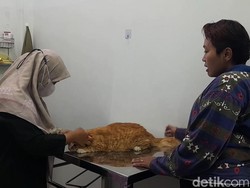Salon dan Penitipan Hewan di Pati Laris Manis Jelang Lebaran