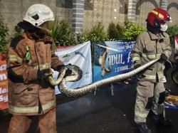 Ular Piton 3 Meter Mendadak Muncul Dekat Masjid Gegerkan Warga Surabaya