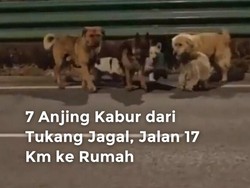 Video: 7 Anjing Kabur dari Tukang Jagal, Jalan 17 Km ke Rumah