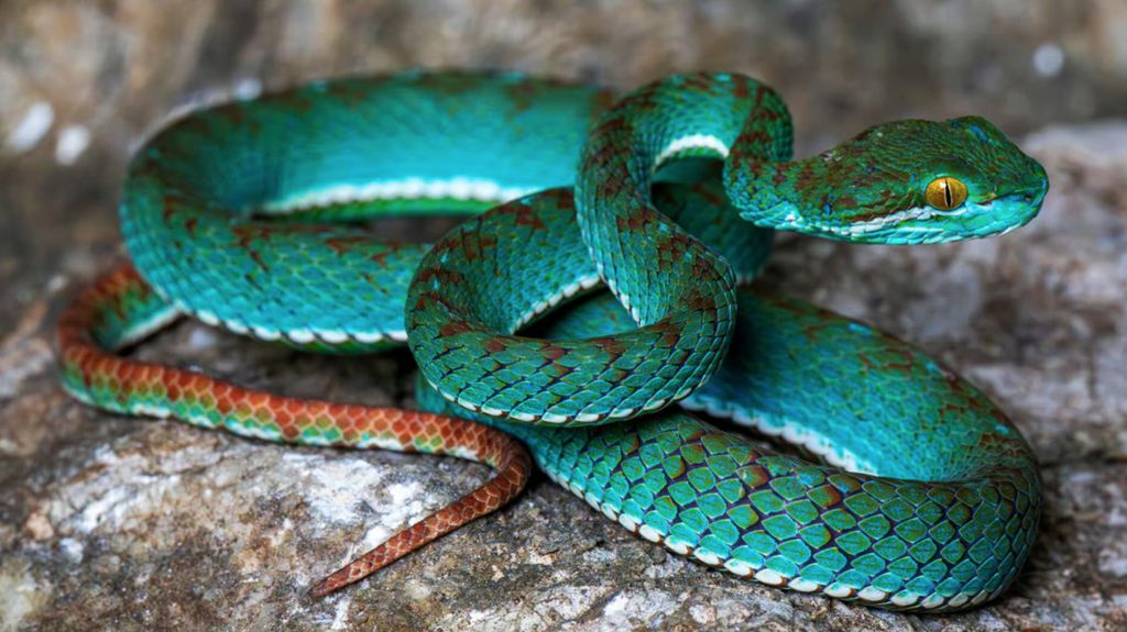 Spesies Baru, Dari Ular Terbang Sampai Tokek Ditemukan di Gua Kamboja