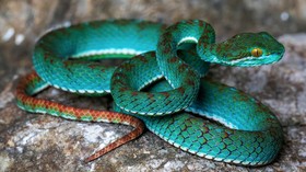 Spesies Baru, Dari Ular Terbang Sampai Tokek Ditemukan di Gua Kamboja