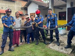 Ngeri! King Cobra 3 Meter Masuk Rumah Warga Trenggalek