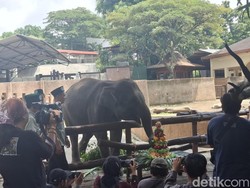 So Sweet! Arinta Gajah GL Zoo Jogja Rayakan Ultah Ke-6, Dikado Tumpeng Buah