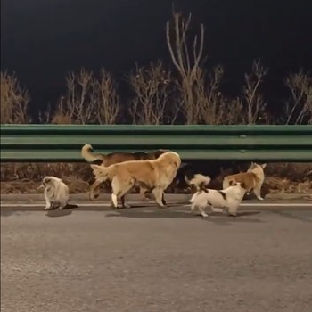 Viral di Medsos: Kisah Mengharukan Sekelompok Anjing yang Lolos dari Penculikan, Berjalan hingga 17 Km ke Rumah