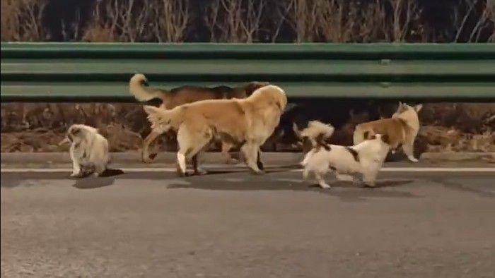 Viral di Medsos: Kisah Mengharukan Sekelompok Anjing yang Lolos dari Penculikan, Berjalan hingga 17 Km ke Rumah