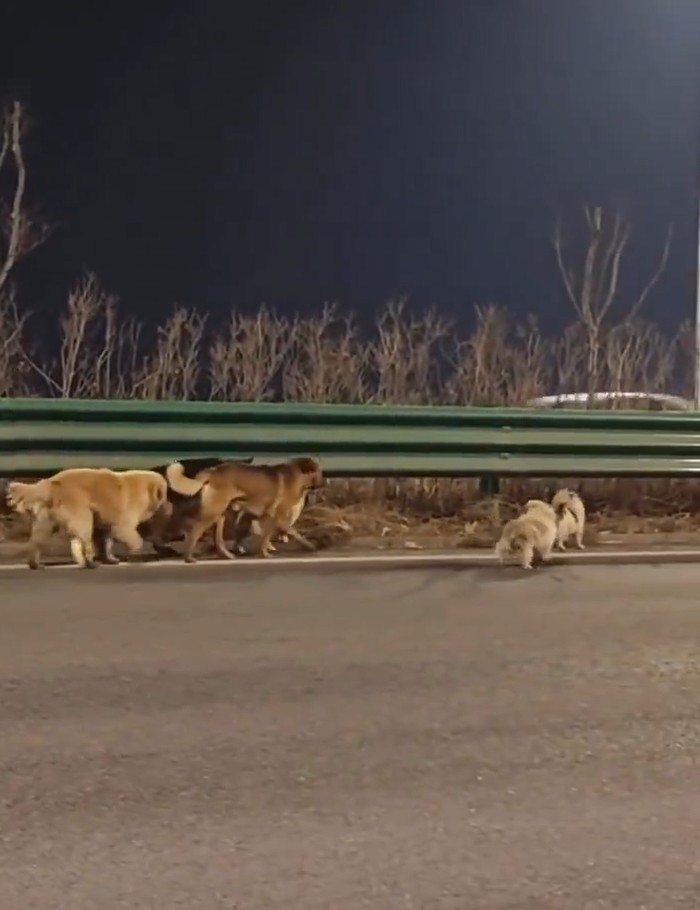 Kisah Mengharukan Sekelompok Anjing yang Lolos dari Penculikan, Berjalan hingga 17 Km untuk Pulang ke Rumah