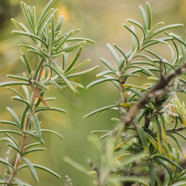 Tanaman Rosemary Cepat Layu? Ini Cara Menyiram yang Tepat
